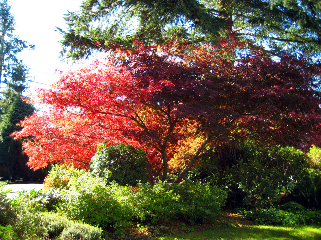 Tree Care Service, Lake Forest, IL