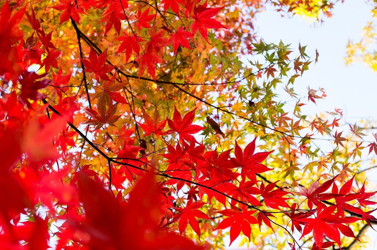 Tree Care Service, Lake Zurich, IL