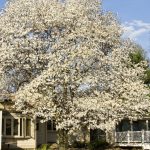 Tree Pruning Tree Trimming, Palatine, IL