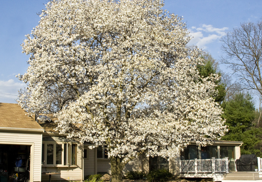 Tree Pruning Tree Trimming, Palatine, IL