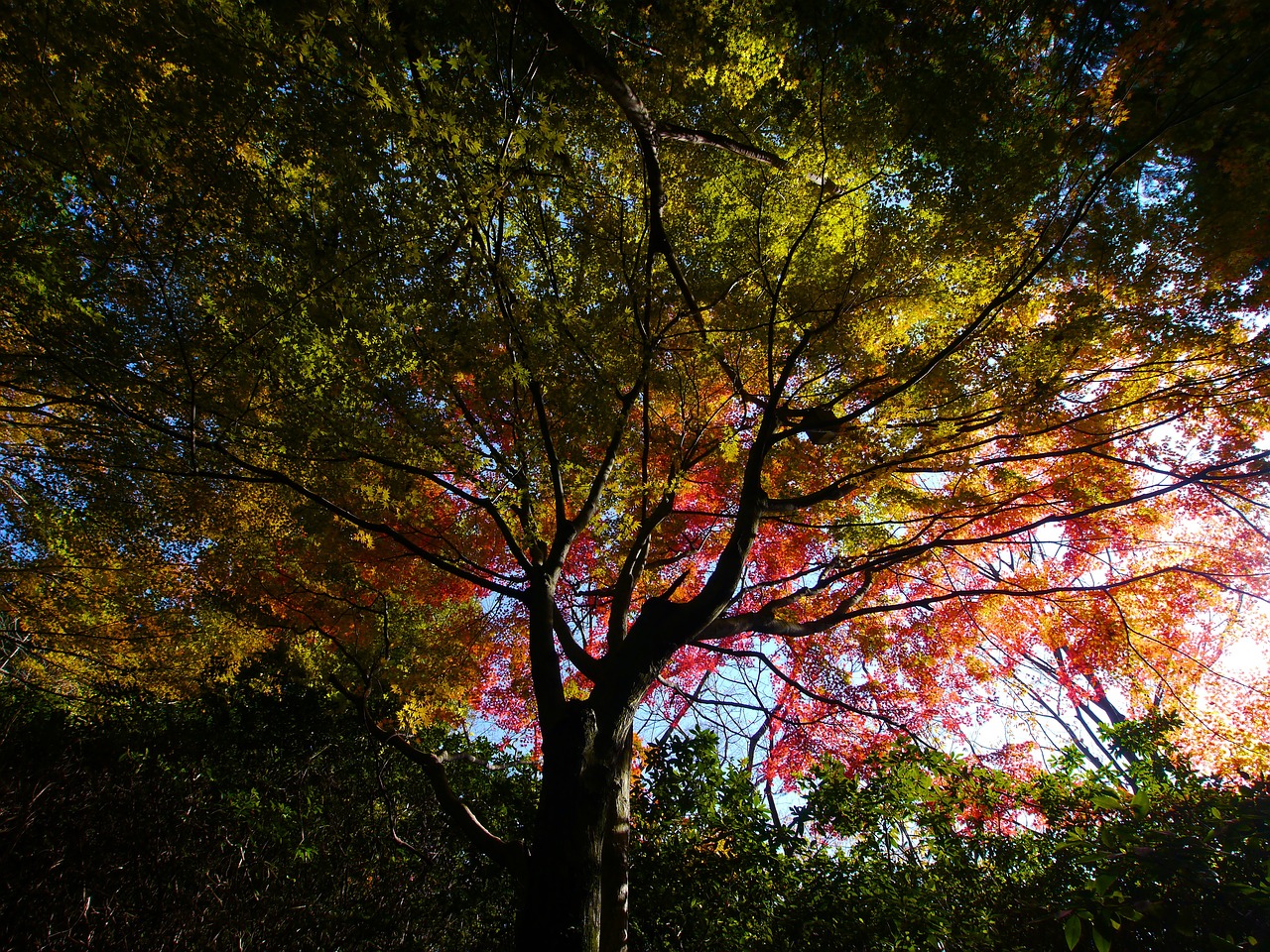 Tree Removal Services, Lake Zurich, IL