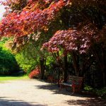 Tree Treatment Northbrook, IL