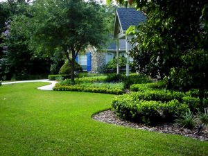Tree Treatment and Maintenance – Park Ridge, IL