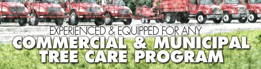Experienced & Equipped for Any Commercial & Municipal Tree Care Program