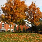 Tree Care and Maintenance for the Fall Season