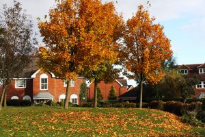 Tree Care and Maintenance Fall Season