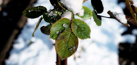 The Importance of Pruning your Shrubs in the Winter