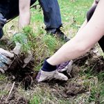 Tree Planting – Park Ridge, IL