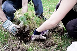 Tree Planting – Park Ridge, IL