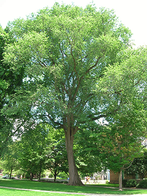 American Elm Trees in Illinois