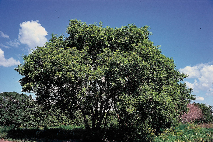 Box Elder Trees in Illinois