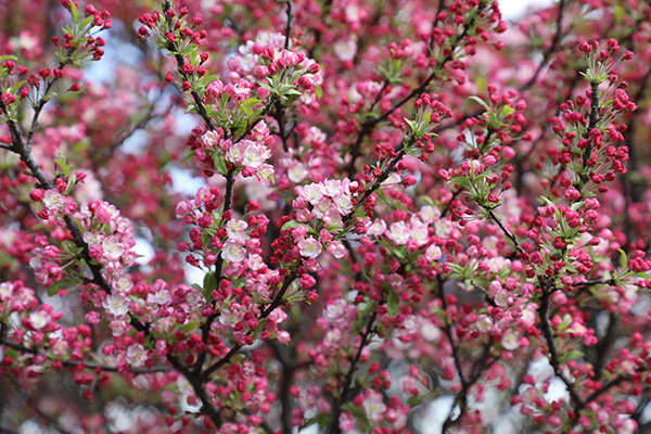 Crabapple Trees in Illinois