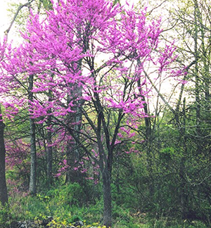 Eastern Redbud in Illiois