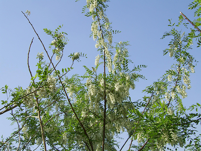 Locust Trees in Illinois