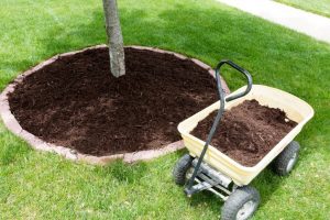 Tree Care in Chicagoland