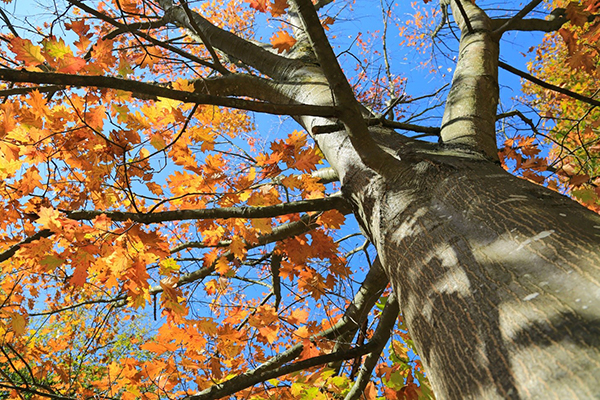 Tree-Maintenance-and-Treatments-in-Chicago, IL