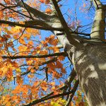 The Mighty Oak: Oak Trees of the Chicago Region