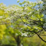 dogwood-tree-care-service-arlington-heights-il