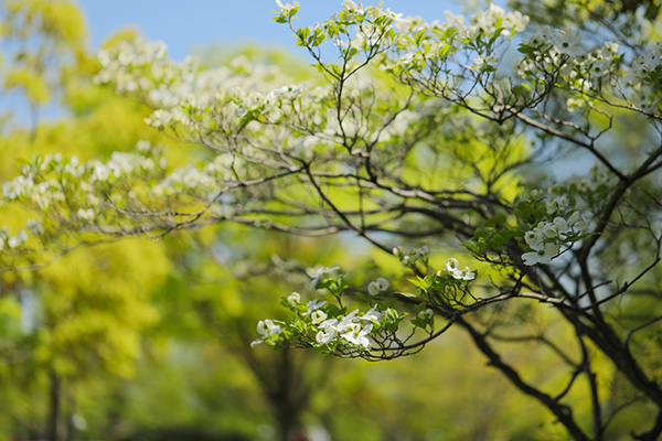 are pink dogwoods native