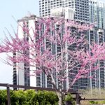 eastern-redbud-tree-spring-bloom-flowers-chicago-il