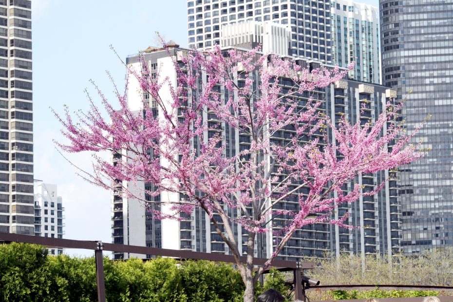 eastern-redbud-tree-spring-bloom-flowers-chicago-il