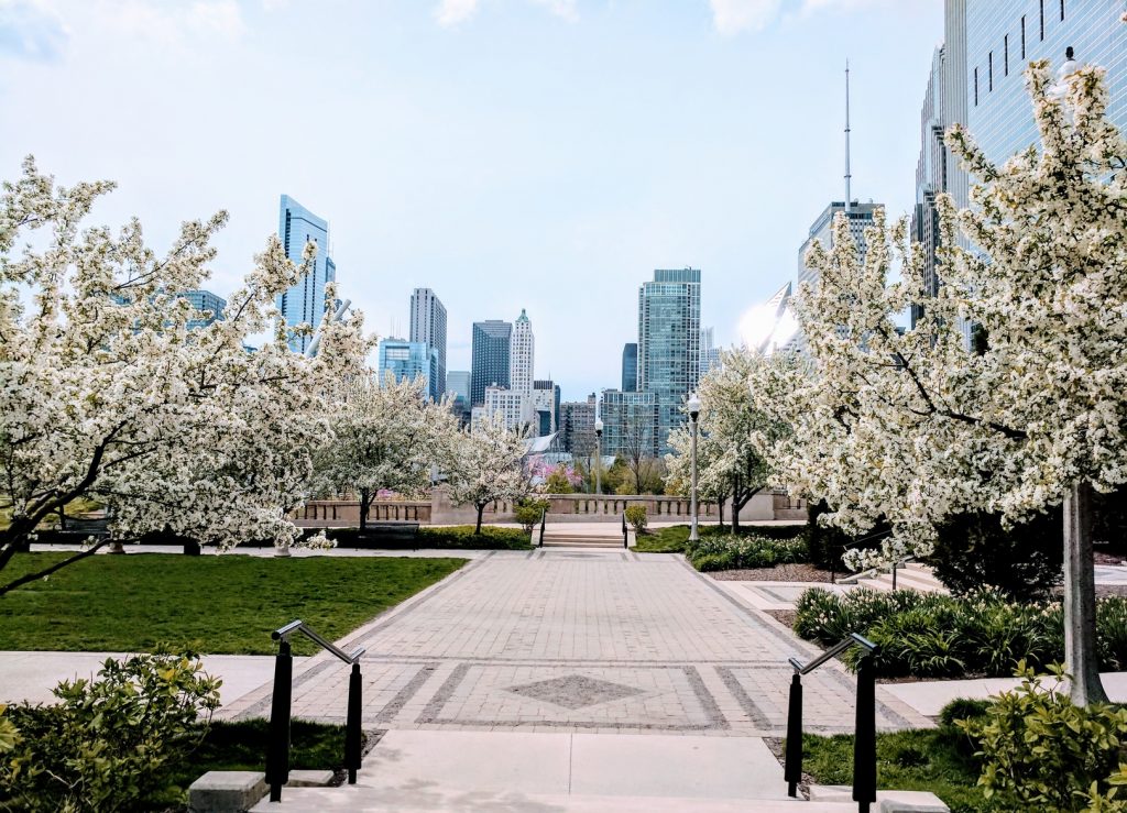 Spring tree blooms in Chicago IL