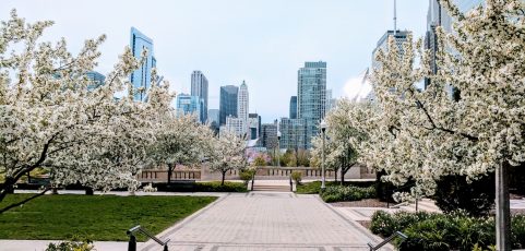 Types of Flowering Trees You Will See this Spring in the Chicago Area