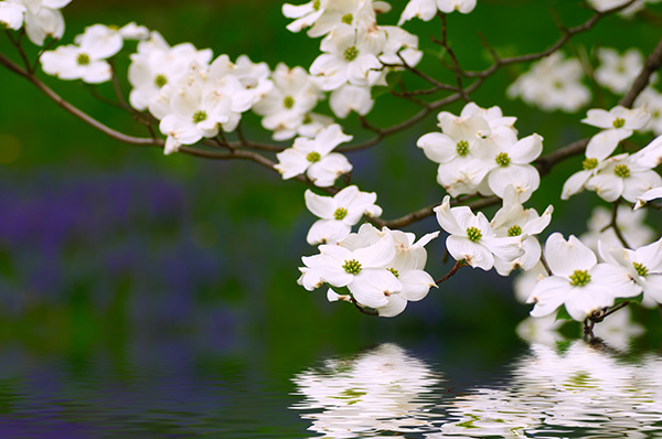 spring-flowers-dogwood-tree-chicago-il