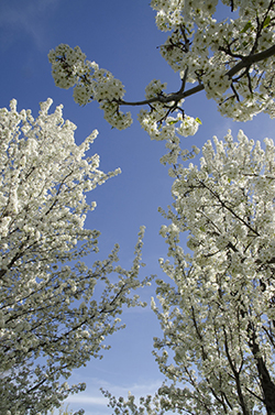 white-flowering-dogwood-tree-service-chicago-palatine-il