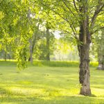 ash-tree-planting-arlington-heights-il-1