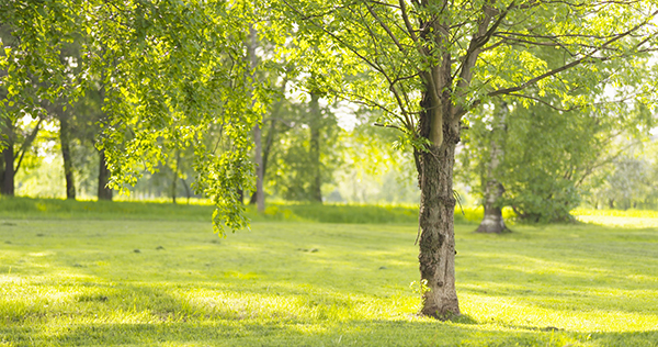 ash-tree-planting-arlington-heights-il