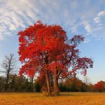 sassafras-tree-care-in-autumn-illinois