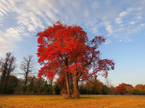 trees in illinois with large leaves