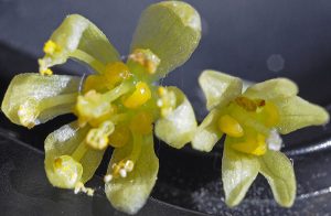 sassafras-tree-flowers-chicago-il