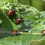 Japanese Beetles: Identification, Control, and Prevention