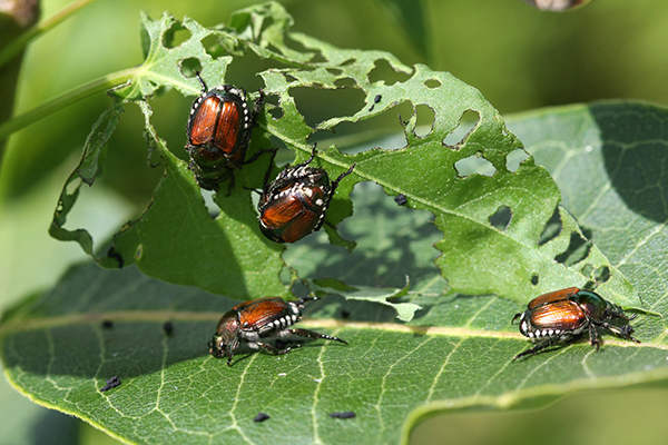 sassafras-tree-japanese-beetle-pest-control-illinois