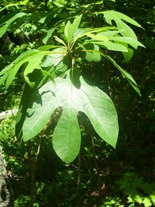 sassafras-tree-summer-leaf-care-arlington-heights-il