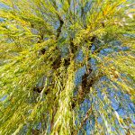 fall-color-wheeping-willow-tree-chicago-il