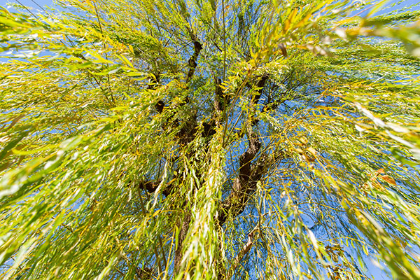 Fall Color Wheeping Willow Tree in Chicago, IL