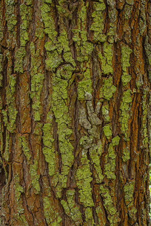 Moss Bark of Willow Tree in Illinois