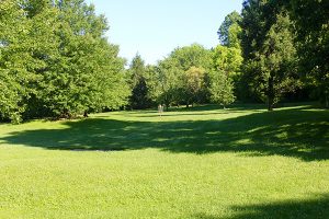 plant-a-shade-tree-backyard-northbrook-il