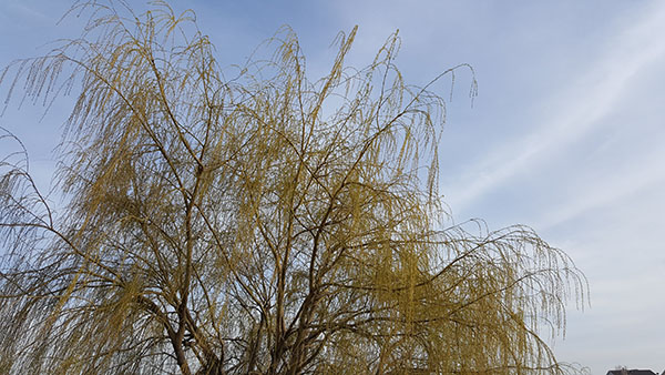 Spring Blooms in Chicagoland, IL - Wheeping Willow Tree