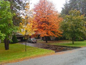 Tree Pruning for Winnetka, IL