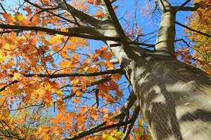 Tree Treatments for Highland Park, IL