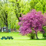 blooming-spring-crabapple-tree-arlington-heights-il