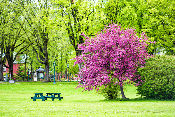 blooming-spring-crabapple-tree-arlington-heights-il