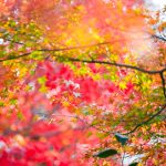 red-orange-yellow-maple-leaves-fall-season-chicago-il