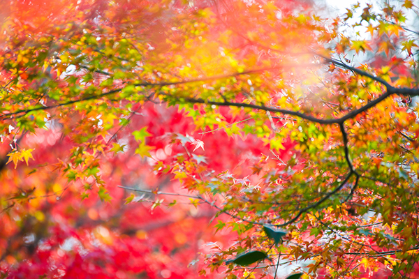 red-orange-yellow-maple-leaves-fall-season-chicago-il