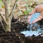 The Homeowner's Guide to How and When to Fertilize Trees