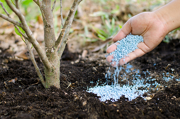 when-to-fertilize-trees-illinois